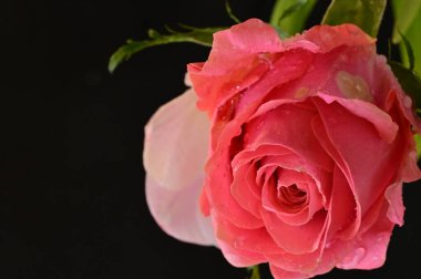 Güzel gül çiçeğine yaklaş