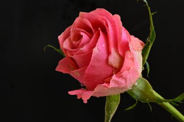 Güzel gül çiçeğine yaklaş