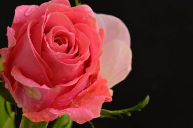 Güzel gül çiçeğine yaklaş