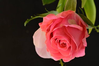 Güzel gül çiçeğine yaklaş