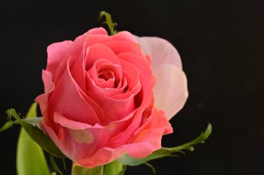 Güzel gül çiçeğine yaklaş