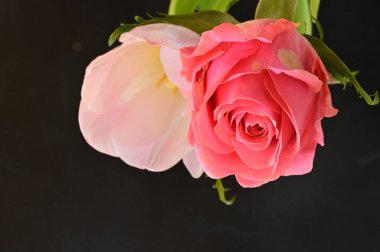 close up of beautiful rose     and tulip  flowers