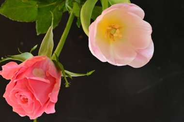 close up of beautiful rose     and tulip  flowers
