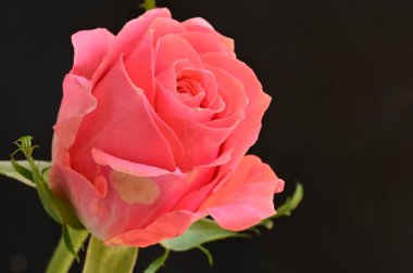 Güzel gül çiçeğine yaklaş