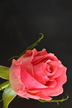 Güzel gül çiçeğine yaklaş