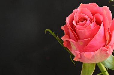 Güzel gül çiçeğine yaklaş