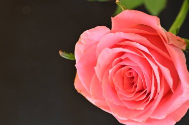 Güzel gül çiçeğine yaklaş