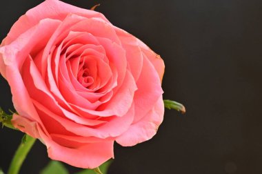 Güzel gül çiçeğine yaklaş