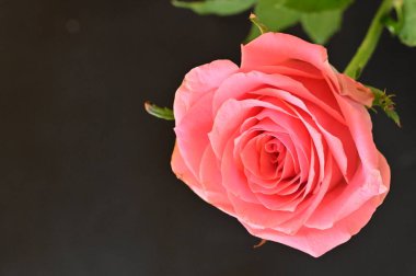 Güzel gül çiçeğine yaklaş