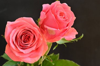 Güzel gül çiçeklerinin yakın çekim