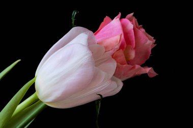 beautiful pink rose with tender tulip flower on a black background, close up view