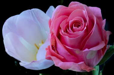 beautiful pink rose with tender tulip flower on a black background, close up view