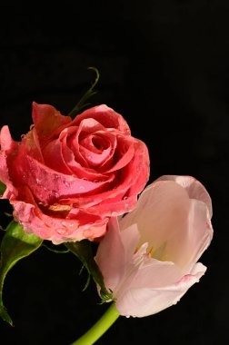beautiful pink rose with tender tulip flower on a black background, close up view