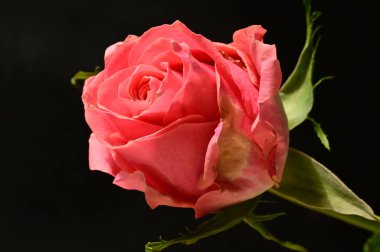 Koyu arkaplanda güzel pembe bir gül