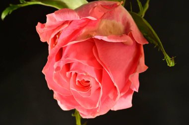 Koyu arkaplanda güzel pembe bir gül