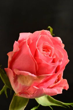 Koyu arkaplanda güzel pembe bir gül