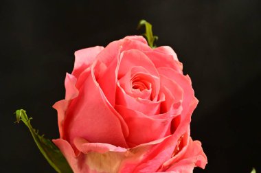 Koyu arkaplanda güzel pembe bir gül