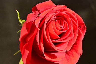 Koyu arkaplanda güzel kırmızı bir gül