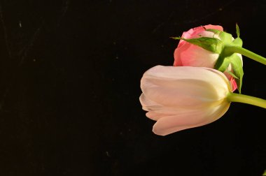 beautiful pink rose with tender tulip flower on a black background, close up view