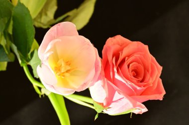 beautiful pink rose with tender tulip flower on a black background, close up view