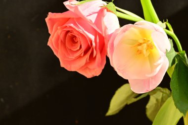 beautiful pink rose with tender tulip flower on a black background, close up view