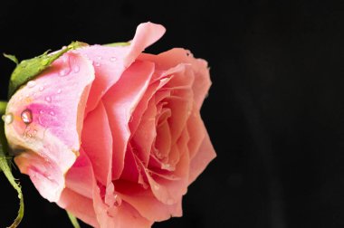 Koyu arkaplanda güzel pembe bir gül