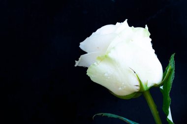 Koyu arkaplanda güzel beyaz bir gül