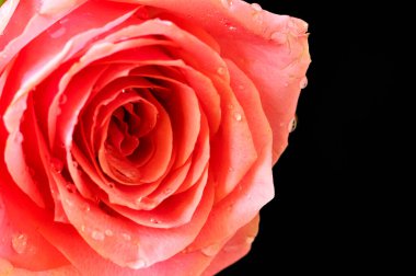 Koyu arkaplanda güzel pembe bir gül