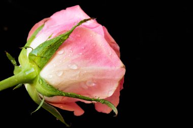 Koyu arkaplanda güzel pembe bir gül