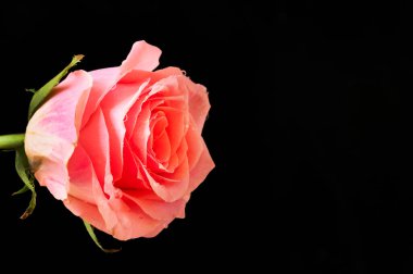 Koyu arkaplanda güzel pembe bir gül