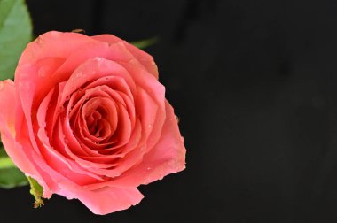 Koyu arkaplanda güzel pembe bir gül