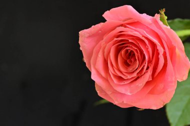 Koyu arkaplanda güzel pembe bir gül