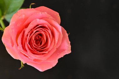 Koyu arkaplanda güzel pembe bir gül