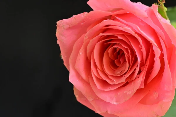 beautiful pink rose on a dark background