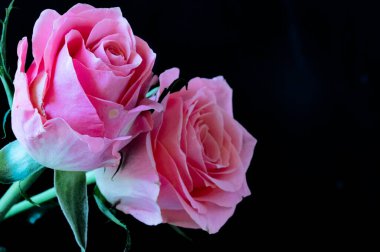 Güzel gül çiçekleri yakın