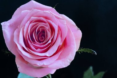 Güzel gül çiçeğine yaklaş