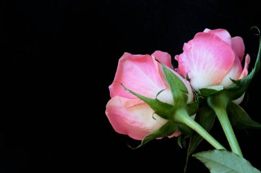 Güzel gül çiçekleri yakın