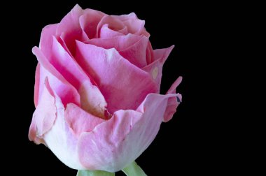 Güzel gül çiçeğine yaklaş