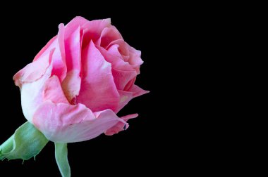 Güzel gül çiçeğine yaklaş