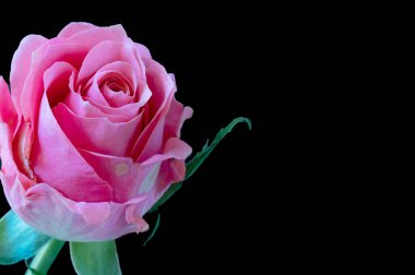 Güzel gül çiçeğine yaklaş