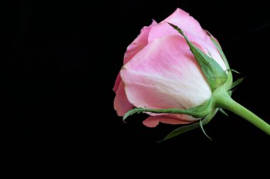 Güzel gül çiçeğine yaklaş