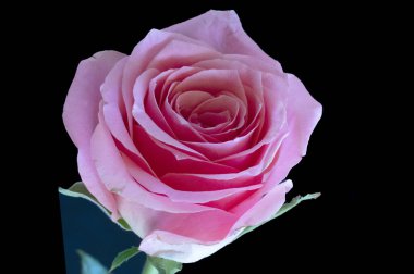 Güzel gül çiçeğine yaklaş