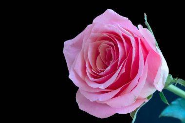 Güzel gül çiçeğine yaklaş