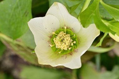 Bahçede güzel çiçek yakın 