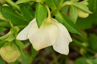 Bahçede güzel çiçek yakın 