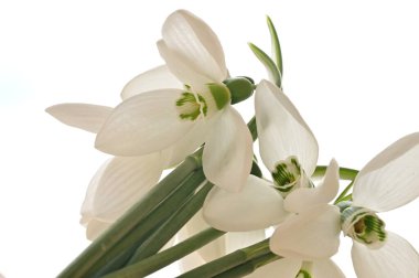 beautiful  spring   snowdrops, floral cmposition 
