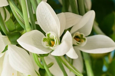 beautiful  spring   snowdrops, floral cmposition 