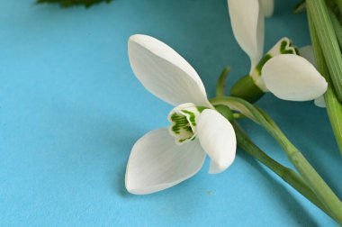 beautiful  spring   snowdrops, floral cmposition 