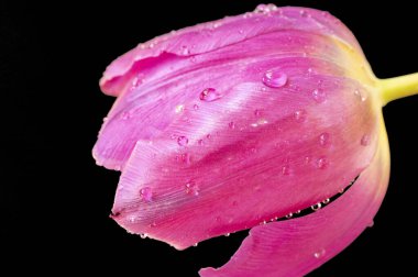 Güzel lale çiçeğine yaklaş.