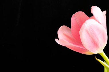 Güzel lale çiçeğine yaklaş.